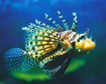 Underwater World - Australia Shopping 0