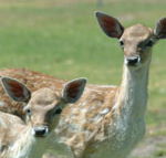 Marapana Wildlife Park - Accommodation Australia