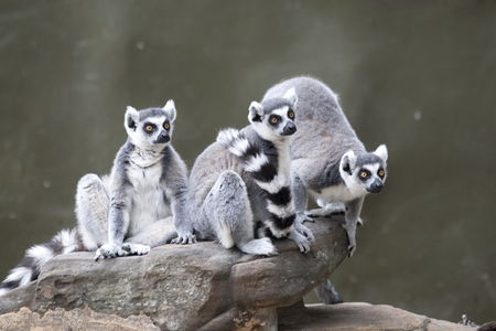 Adelaide Zoo - Accommodation Australia 0