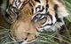 Adelaide Zoo - thumb 1