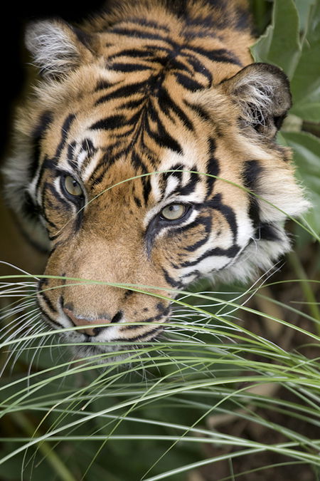 Adelaide Zoo - Accommodation Australia 1