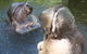 Adelaide Zoo - thumb 2