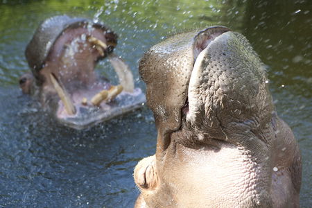 Adelaide Zoo - Accommodation Australia 2