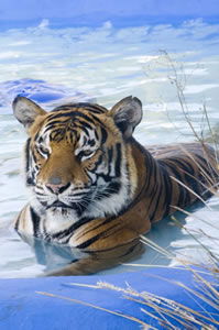 Zoo Doo Wildlife Park - Local Tourism 0