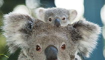 Billabong Koala And Wildlife Park - Local Tourism 0