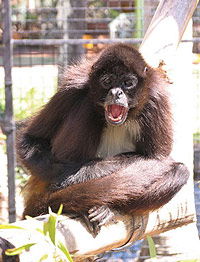 Billabong Koala And Wildlife Park - Local Tourism 1