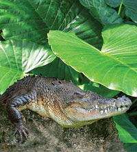 Billabong Koala And Wildlife Park - Local Tourism 2
