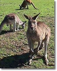 OZe Wildlife - Accommodation Australia 1