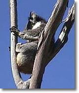 OZe Wildlife - Accommodation Australia 2