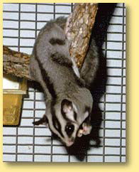 OZe Wildlife - Accommodation Australia 3