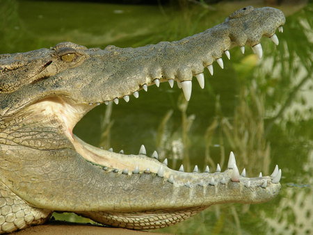 Dundee's Wildlife Park - Bed n Breakfasts 1