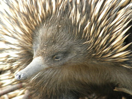 Dundee's Wildlife Park - Bed n Breakfasts 3