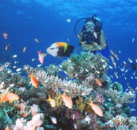 Drop Zone Dive Site - Local Tourism