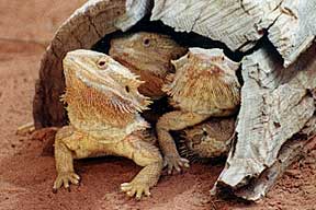 Alice Springs Reptile Centre - Accommodation Australia 0