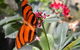 Butterfly Farm - thumb 0