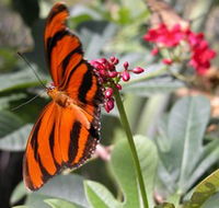 Butterfly Farm - Accommodation Australia