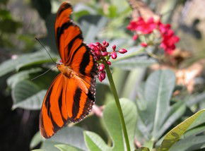 Butterfly Farm - Accommodation Australia 0