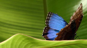 Butterfly Farm - Accommodation Australia 3