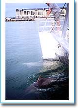 Temptation Sailing - Local Tourism 1