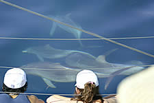 Temptation Sailing - Local Tourism 2