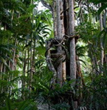 Rainforest Skywalk - Accommodation Australia 3
