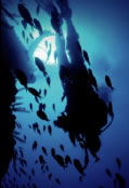 Scuba World - Australia Shopping 0