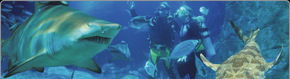 Scuba World - Australia Shopping 1