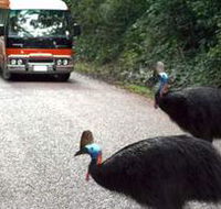 Kookaburra Tours - Local Tourism