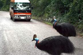 Kookaburra Tours - Accommodation Australia 0
