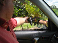 Mount Tamborine Winery & Homestead - Accommodation Australia 1