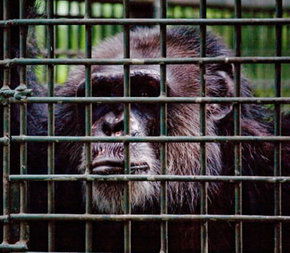 Rockhampton Zoo - Local Tourism 0