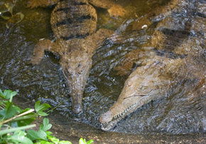 Rockhampton Zoo - Local Tourism 1