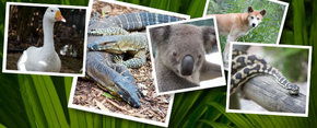 Rockhampton Zoo - Local Tourism 2