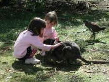 Urimbirra Wildlife Park - Accommodation Australia 1