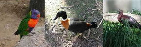Urimbirra Wildlife Park - Accommodation Australia 2