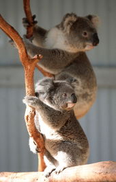 Waterways Wildlife Park - Accommodation Australia 1