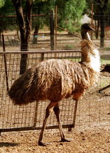 Waterways Wildlife Park - Accommodation Australia 2
