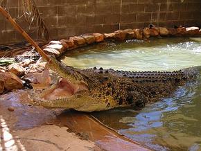 Wyndham Zoological Gardens And Crocodile Park - Accommodation Australia 0