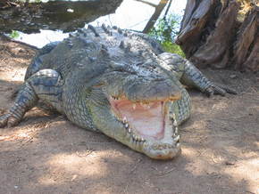 Wyndham Zoological Gardens And Crocodile Park - Accommodation Australia 2
