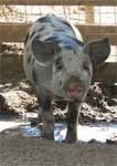 Wagga Wagga Zoo - Accommodation Australia 0