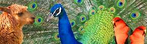 Wagga Wagga Zoo - Accommodation Australia 1