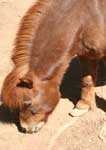 Wagga Wagga Zoo - Accommodation Australia 3