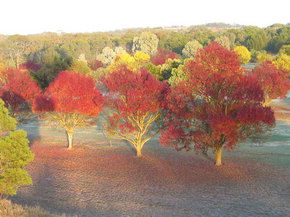 Balloon Adventures Barossa Valley - Accommodation Australia 3
