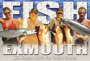 Ningaloo Blue Dive - Accommodation Australia 2