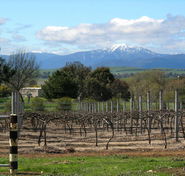 Buller View Wines - Local Tourism