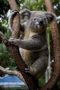 Currumbin Wildlife Sanctuary - Local Tourism 1