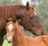 Blue Gum Farm - Accommodation Australia