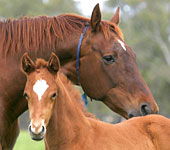 Blue Gum Farm - Accommodation Australia 0