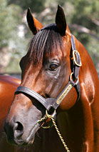 Blue Gum Farm - Accommodation Australia 2