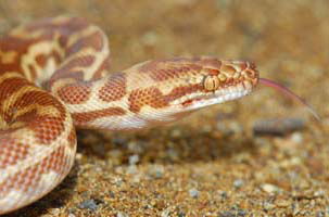 Cool Companions - Accommodation Australia 1